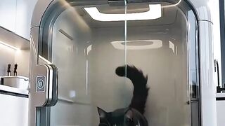 AI Cat Wash Machine in 2030 is CRAZY! 🐱🤖