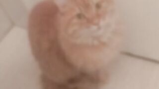 Canal do gato
