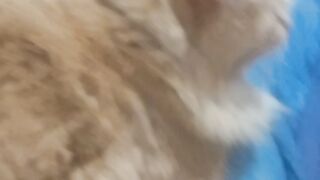 Canal do gato 2