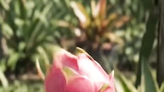 Dragon fruit life cycle
