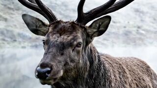 ​Whispers of the Scottish Highlands 🌲✨ | Peaceful Red Stag Visuals