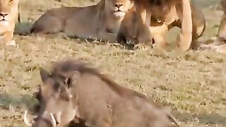 🎭🐗 The Warthog_s Greatest Acting Performance_ 😂🏆(480P_SD).mp4