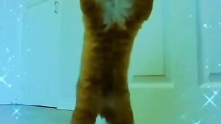Cat dance video