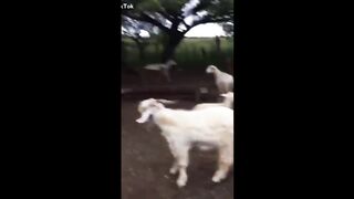 Funny Video