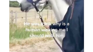 funny  horse