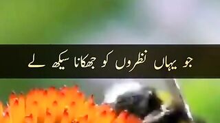 Wo konse ankh Allah ka dedar karege........ follow urs Islamic channel