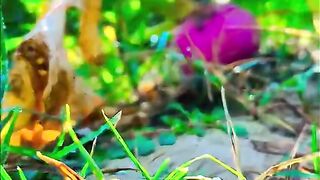 Very very nice video