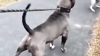 Dog fighting