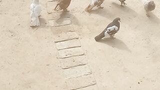 Very beauty full birds