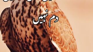 Wo Jigar Jigar nahi jis Mai dam nahi