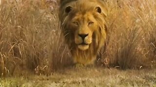 Lion attack