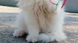 Cute mano cat video