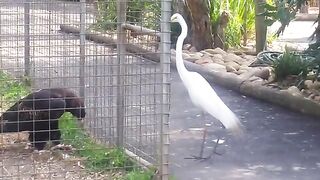 Animals Birds