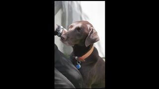 dog innocent