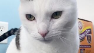 Cat Have Fun