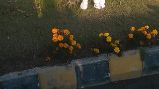 Cat video