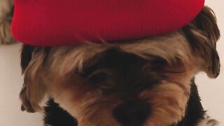 Cute Dog