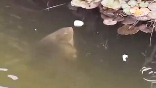 The emergence of large swamp-dwelling fish