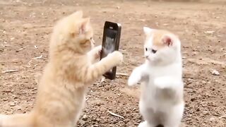 🐱 Two Cats Having the Cutest Little Interaction!