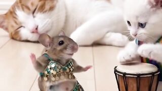 Cat and Rat Video