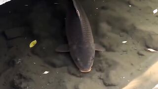 A large goldfish appeared from under the bridge