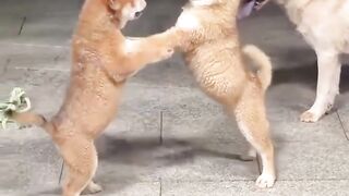 WAIT… WHAT ARE THESE TWO DOGS DOING?! 😂
