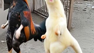Galo e pintinho  dançando