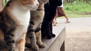 3 cat