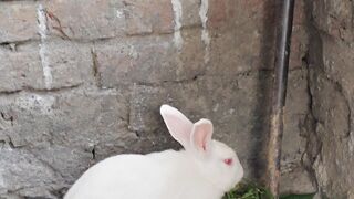 My pet 9