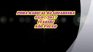 PODA RADICAL DA GOIABEIRA EM ITARIRI SP