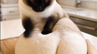 Cute cat 144