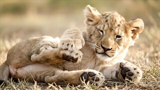 LION 3