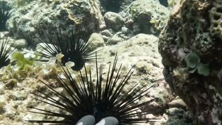 A Reef Fish Swam Extremely Close to the Diver!