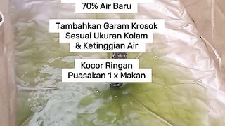 Tip Kuras Total Air Kolam Lele ✅