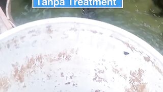 Kolam Terpal Baru Langsung Kita Tebar Lele