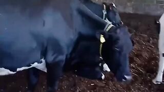 Trabalho na fazenda