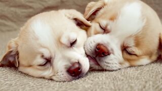 PUPPY 2 2