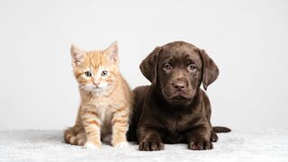 PUPPY 3