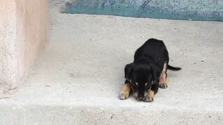 PUPPY 4 2