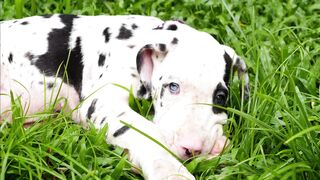 PUPPY 7 2