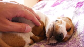 PUPPY 9