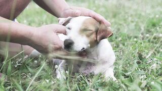 PUPPY 10