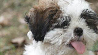 PUPPY 12