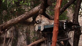 CHEETAH 2