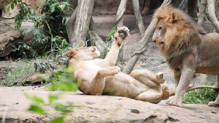 LION 20