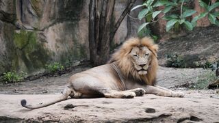 LION 21