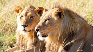 LION 23