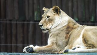 LION 24