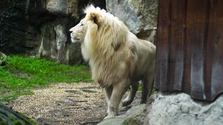 LION 25
