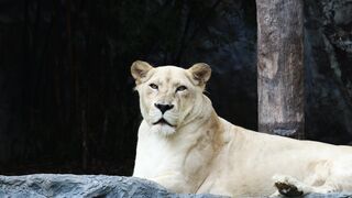 LION 26